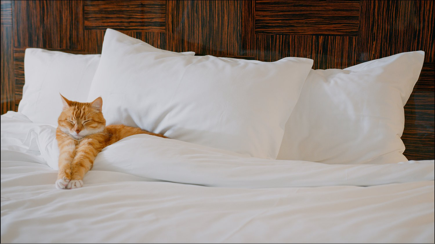 Рыжий кот на белой постели в отеле
